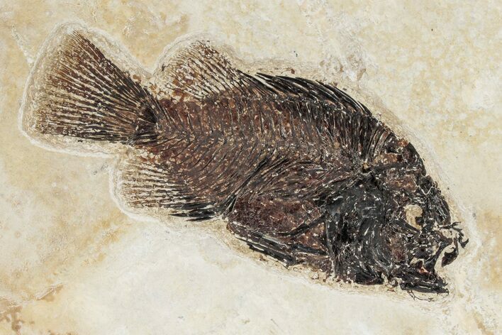 Detailed Fossil Fish (Cockerellites) - Wyoming #342439